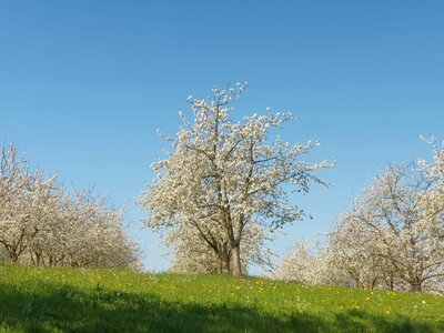 Flowering flower fruit tree photo