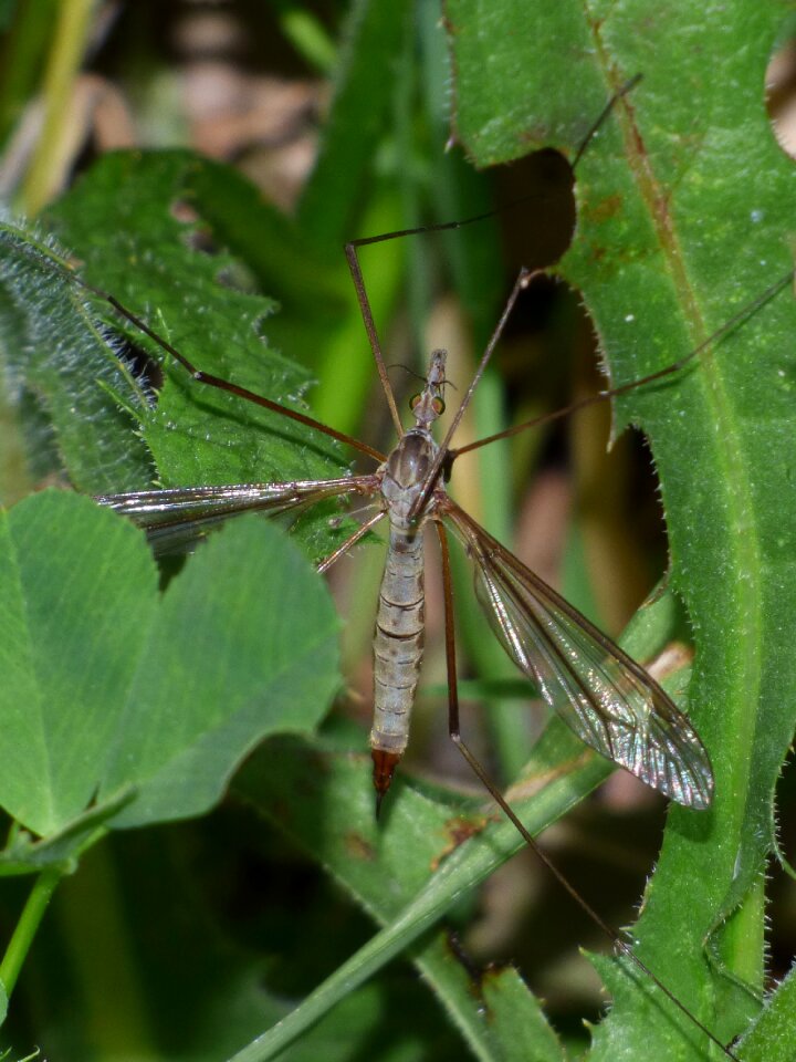 Strange insect insect mosquito
