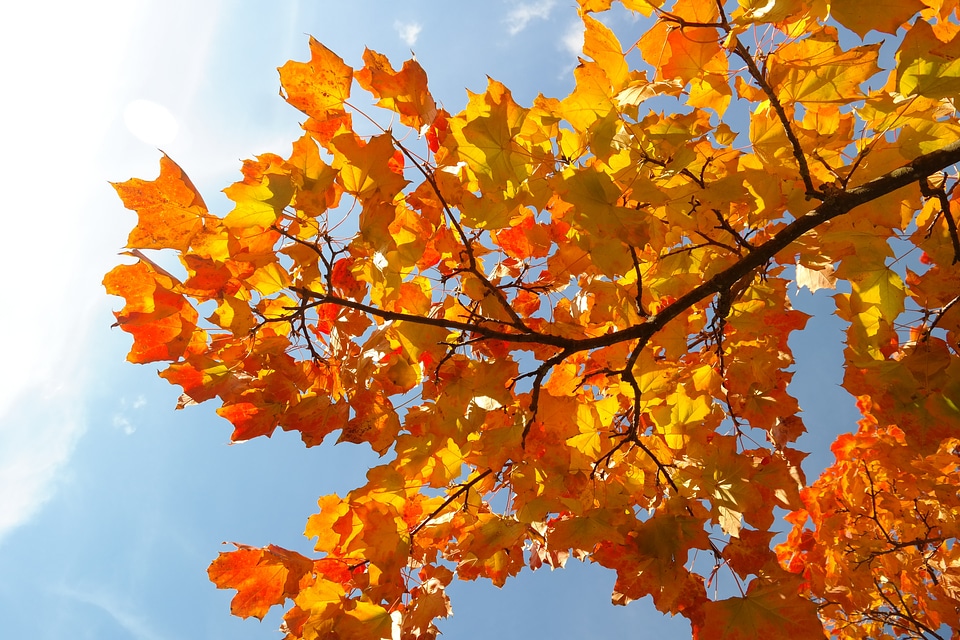 Branch maple acer platanoides photo