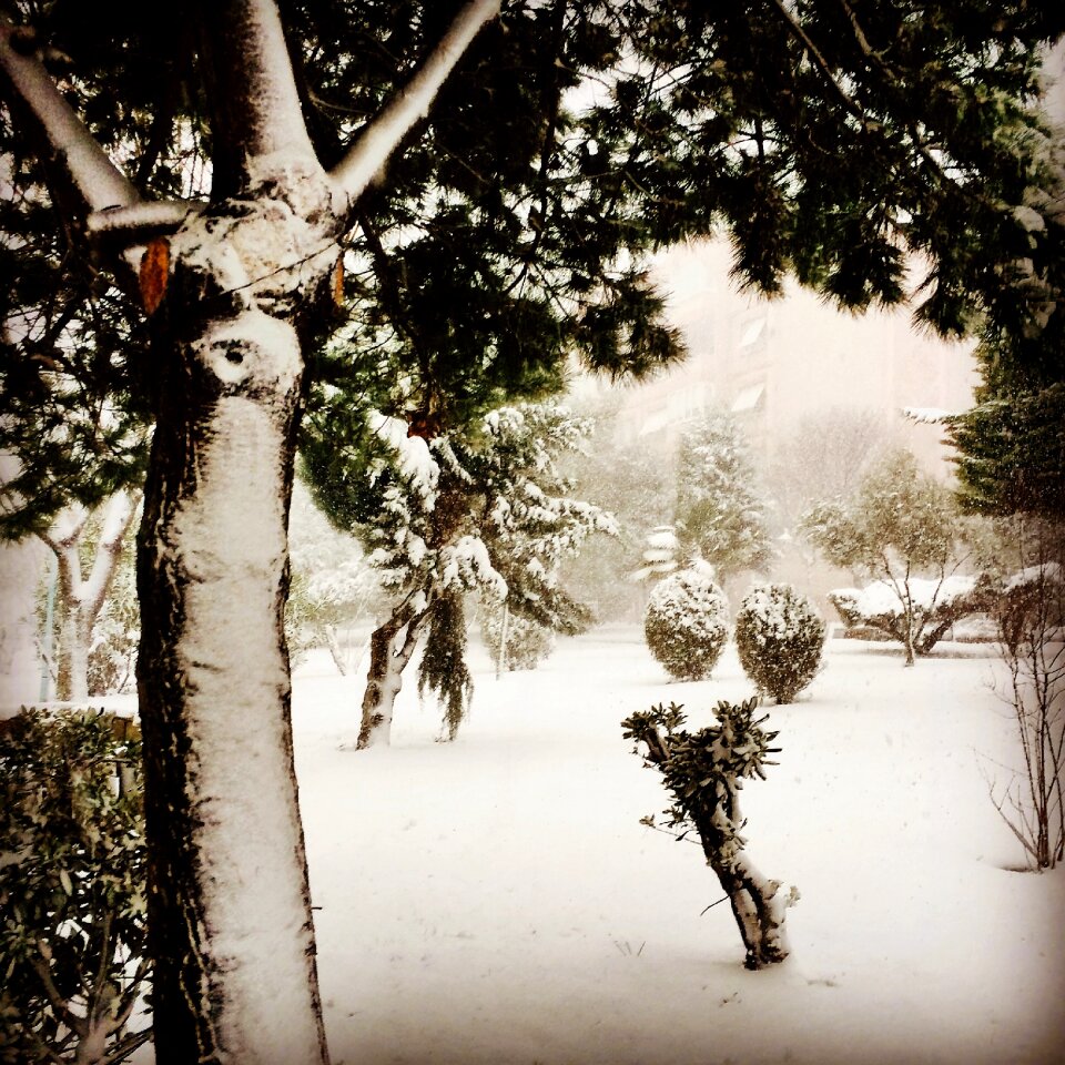 Snow landscape trees winter season