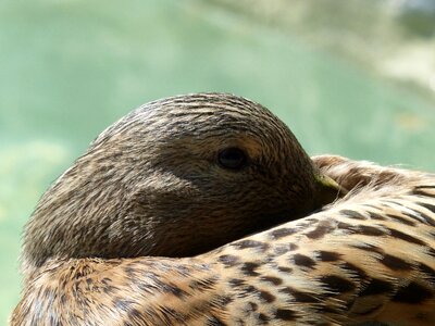 Head animal bird