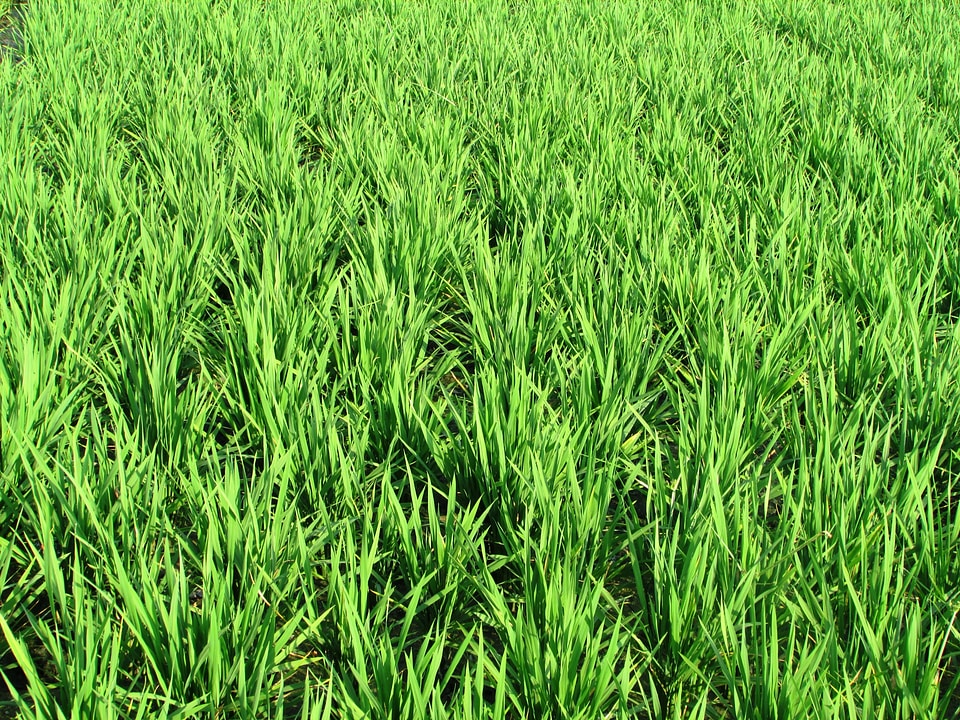 Rice crops edible
