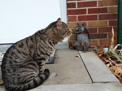 Pet tabby mammal