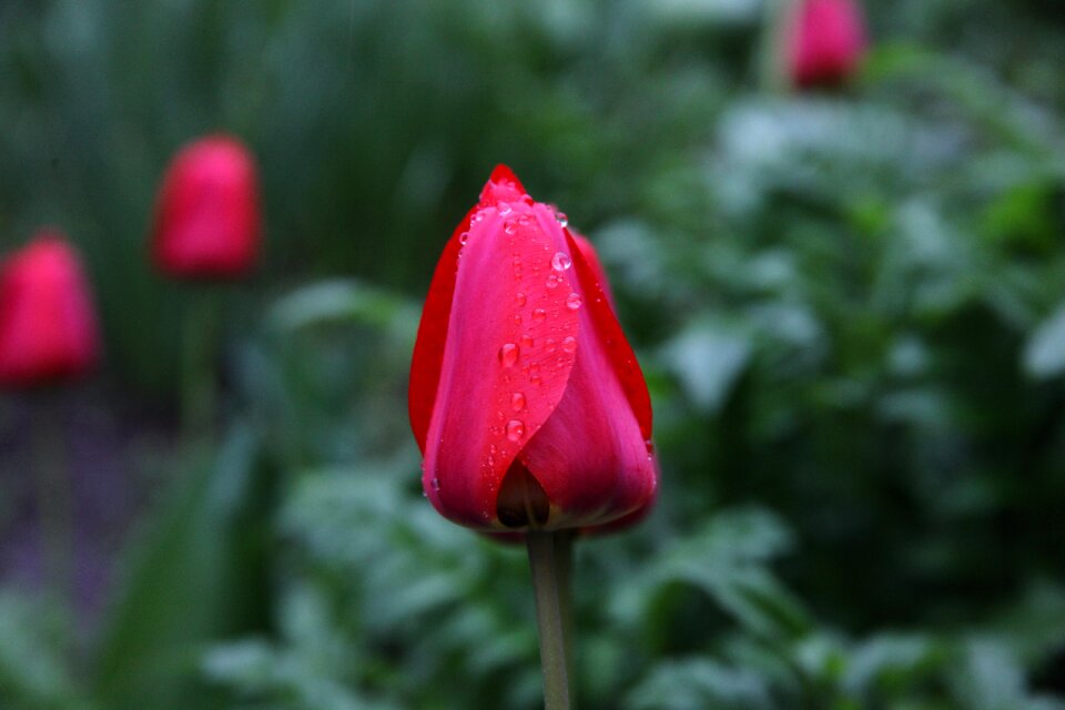 Garden flower macro drops of water