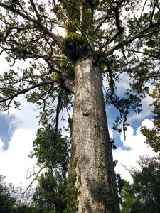 Zealand tropical