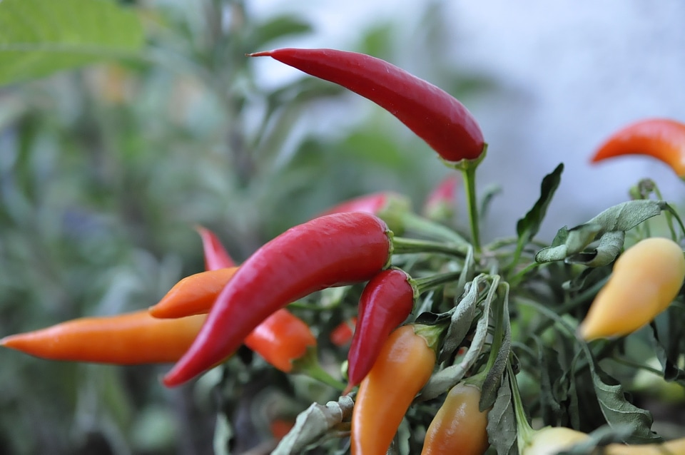 Spice vegetables sharpness