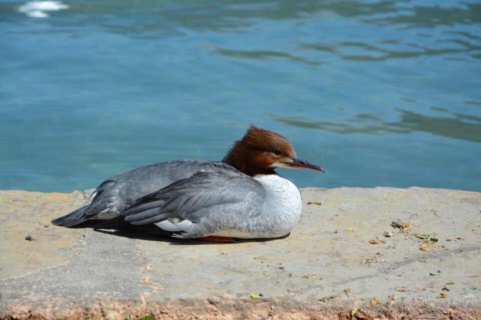 Pond lake nature