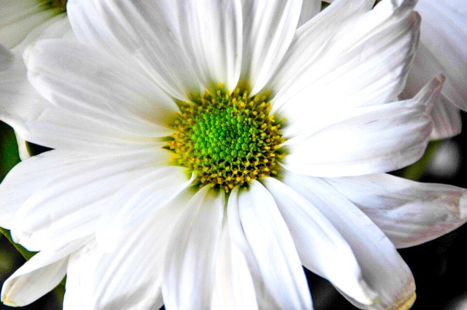 White flower white flowers nature