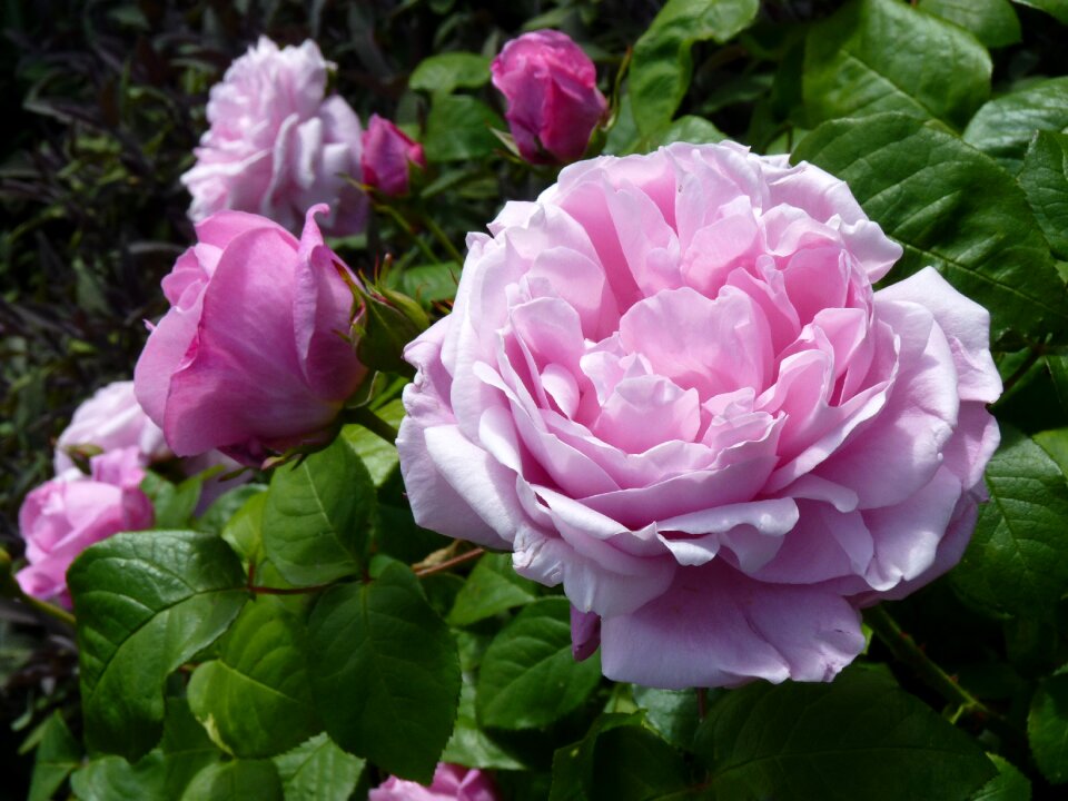 Rose bloom blossom bloom
