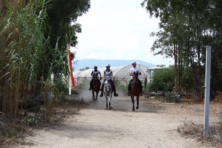 Horses endurance race photo