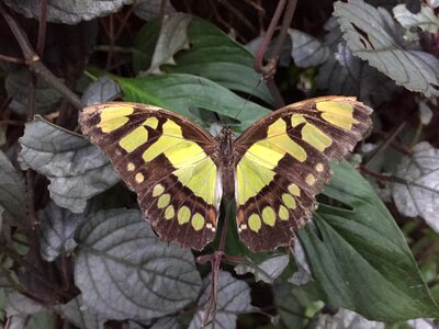 Butterfly farm nature
