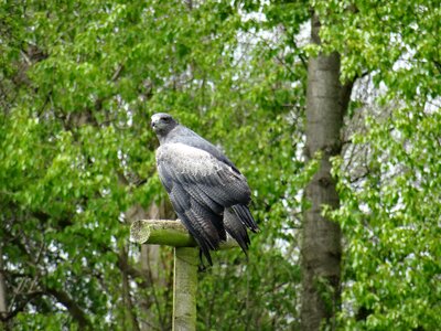 York bird of prey centre fast flyer