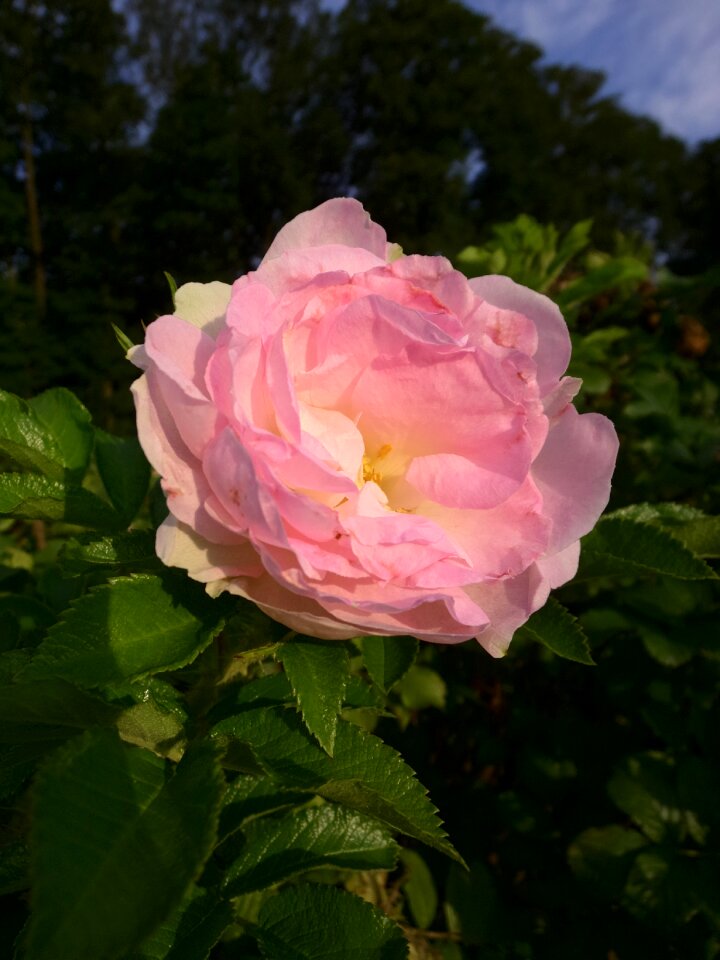 Bloom flower rose bloom