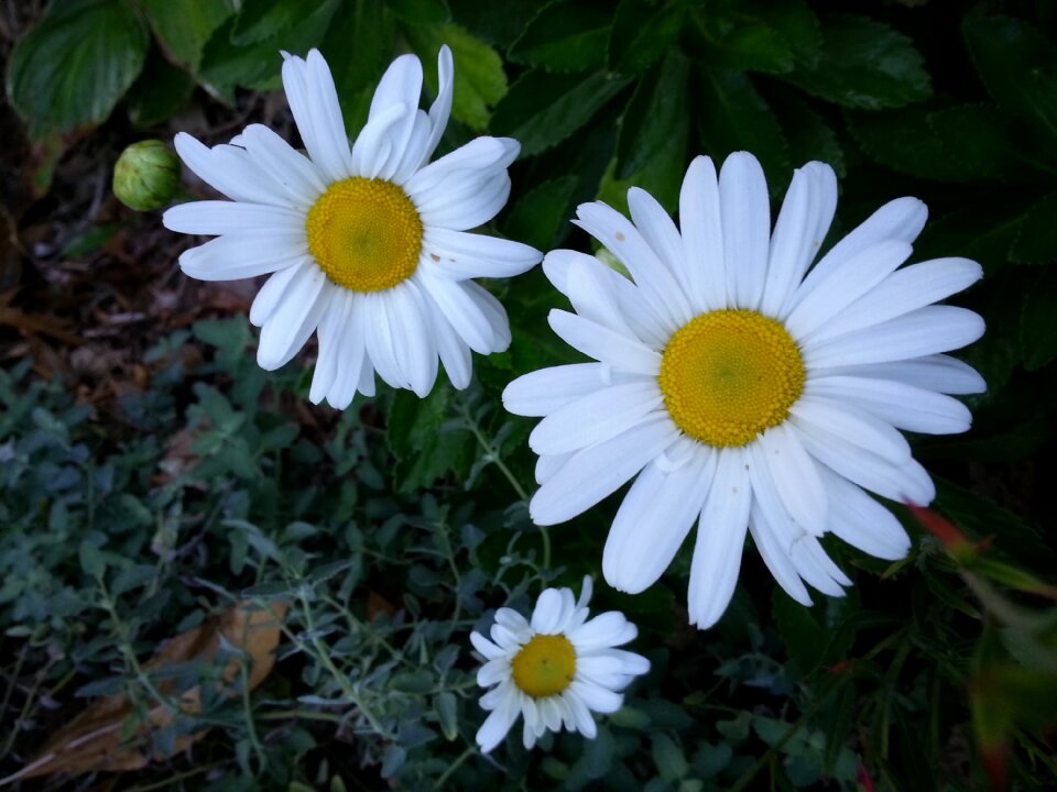 Spring nature bloom