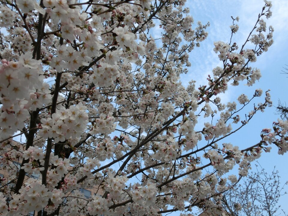 Cherry blossoms background flowers