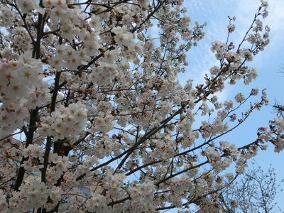 Cherry blossoms background flowers