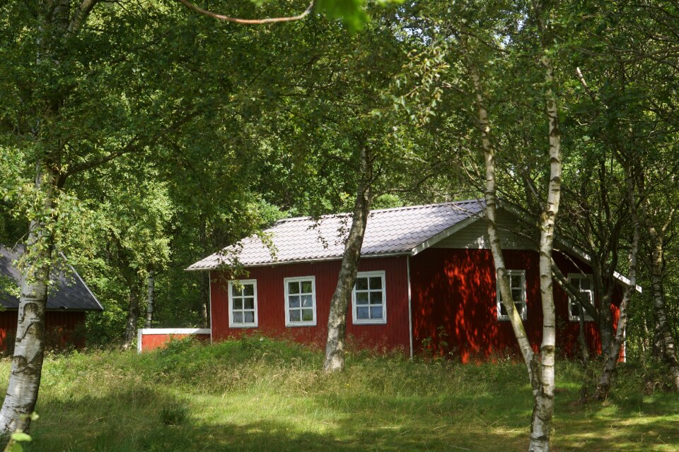 Cottage birch trees hut