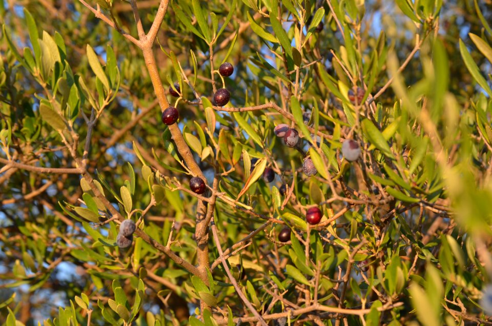 Wild olive crazy olives olive unvaccinated