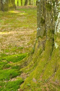 Moss bark log photo