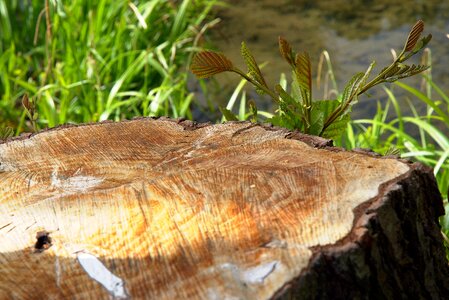 Tree stump branch water
