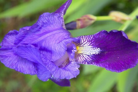 Purple close up iris