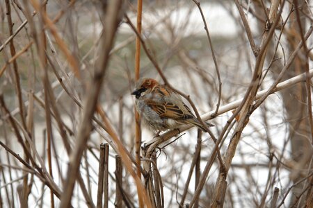 Sparrow bird nature photo