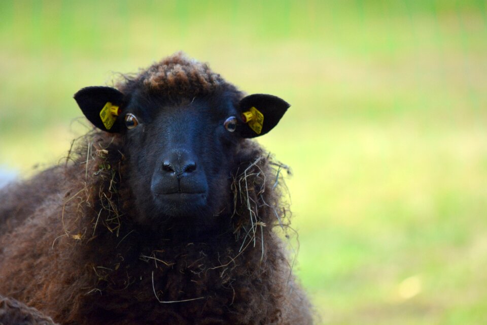 Animals sheep mecklenburg