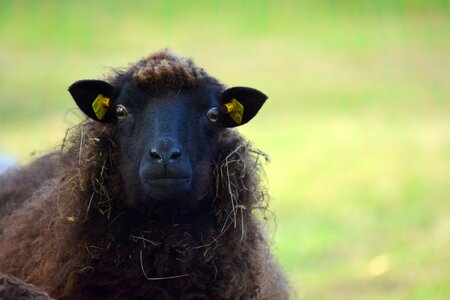 Animals sheep mecklenburg