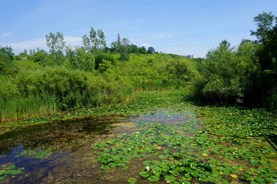 Water lilies pond garden