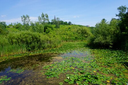 Water lilies pond garden photo