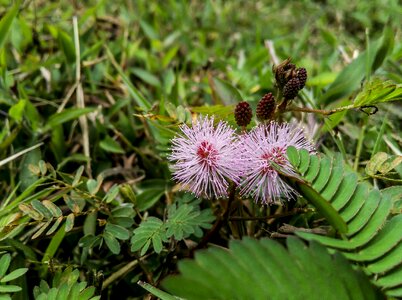 Floral nature plant