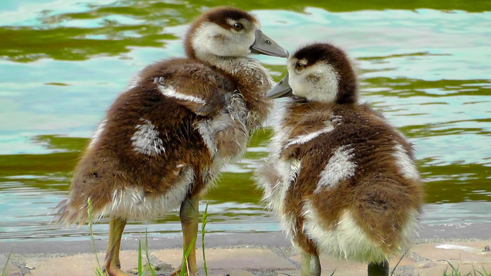 Fluff young bird young animals photo