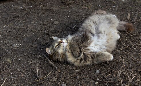 Cat spring dry grass photo