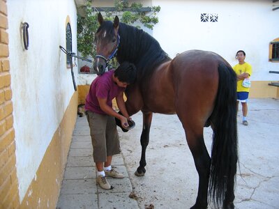 Horses andalucia