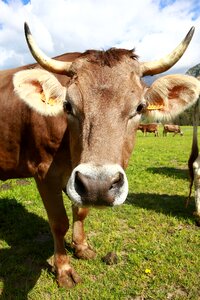 Mountain livestock pasture