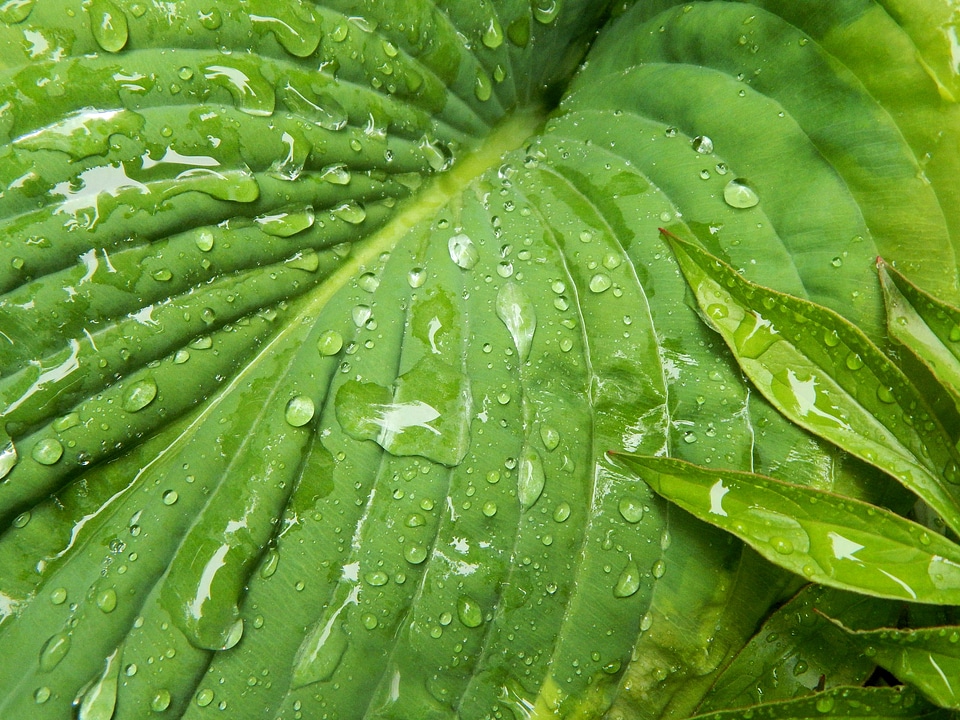 Nature gardening rain