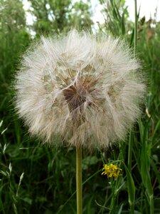 Summer grass flowers photo