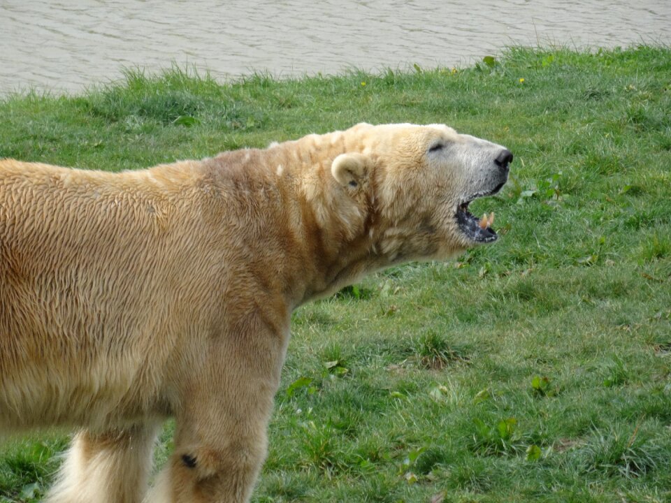 Looking for food outdoor