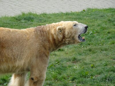 Looking for food outdoor