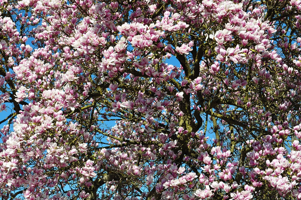 Garden magnolia tree
