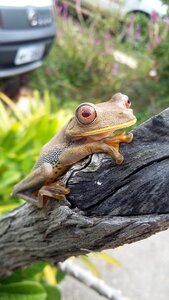 Frog sergipe brazil