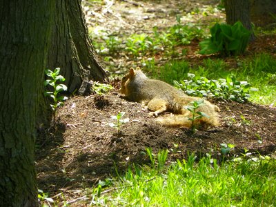 Mammal wildlife nature