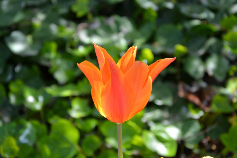Orange nature tulip spring
