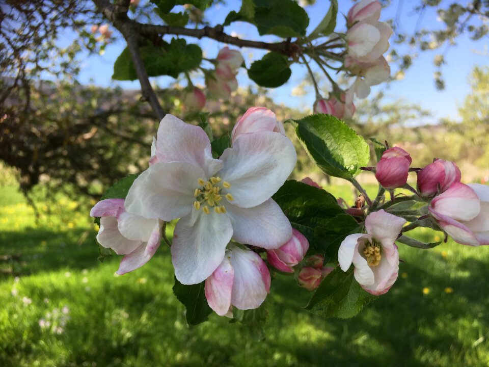 Apple blossom spring nature