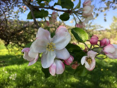Apple blossom spring nature