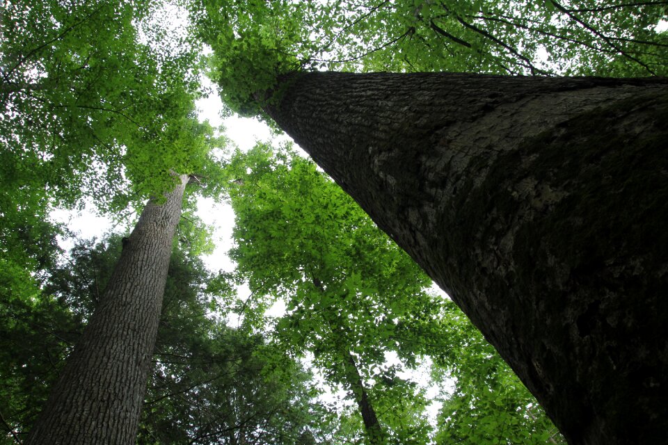 Forest green earth