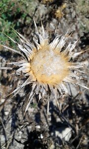Thistle nature flower
