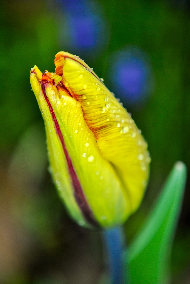 After the rain drop of rain yellow