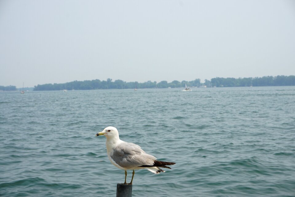Seagull bird coast