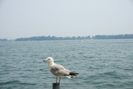 Seagull bird coast photo